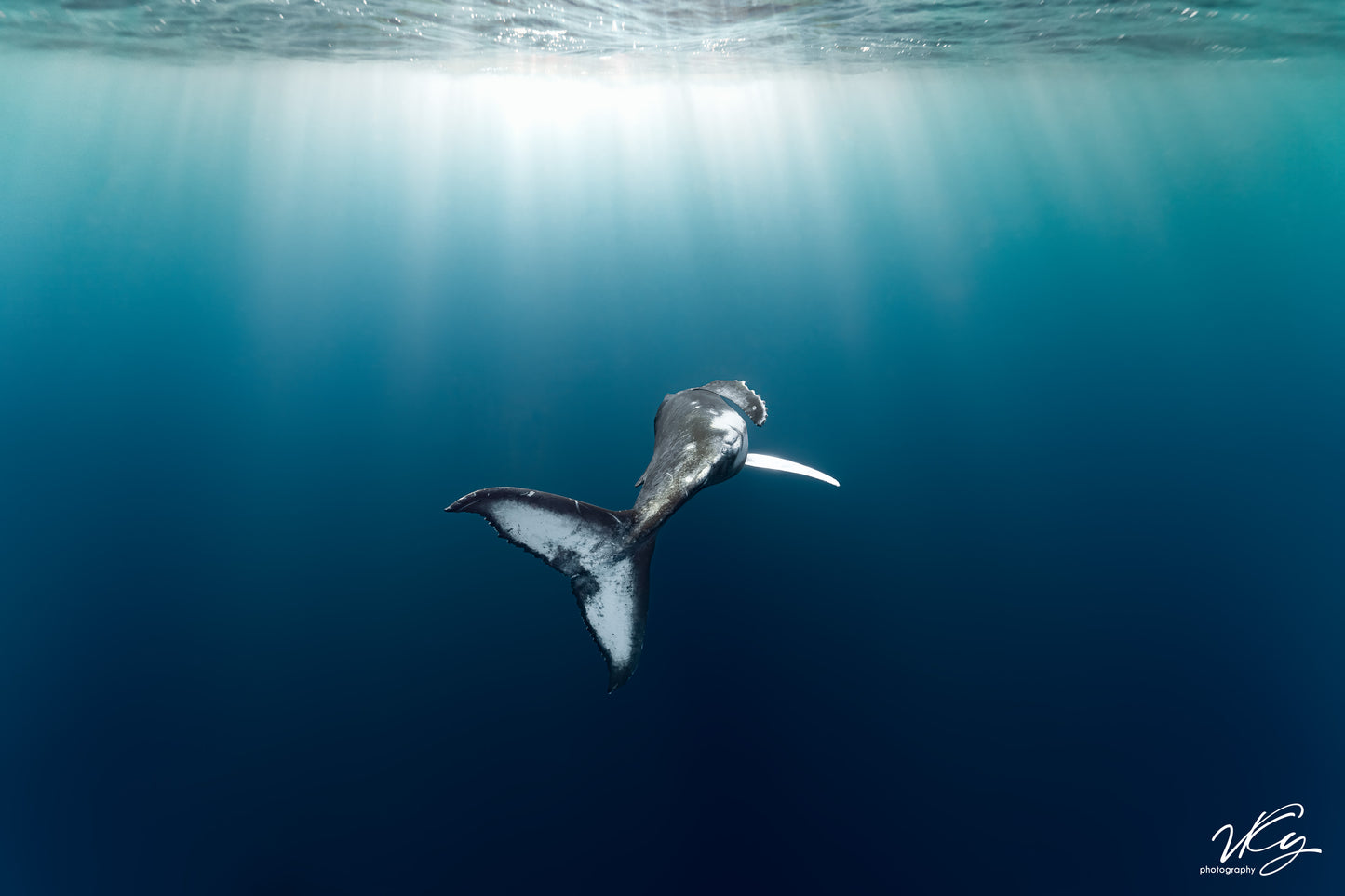 whale 1