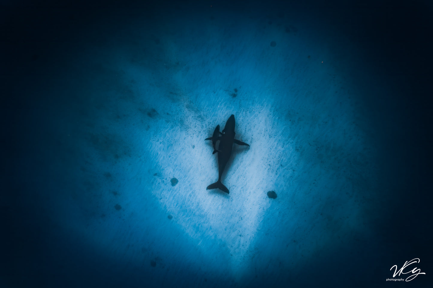 whale2