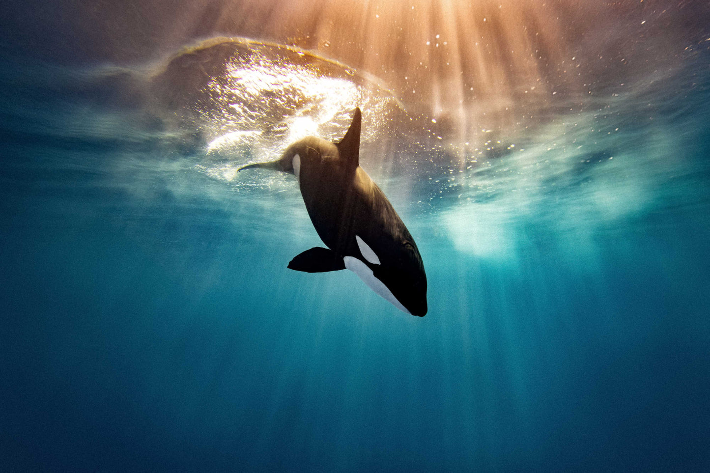 Orca Fine Art Print by Valentina Kochian