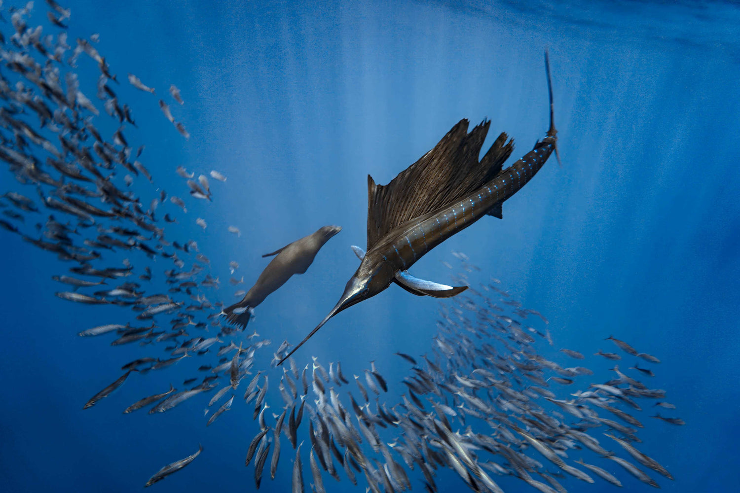 Striped Marlin hunting underwater photography by Valentina Kochian