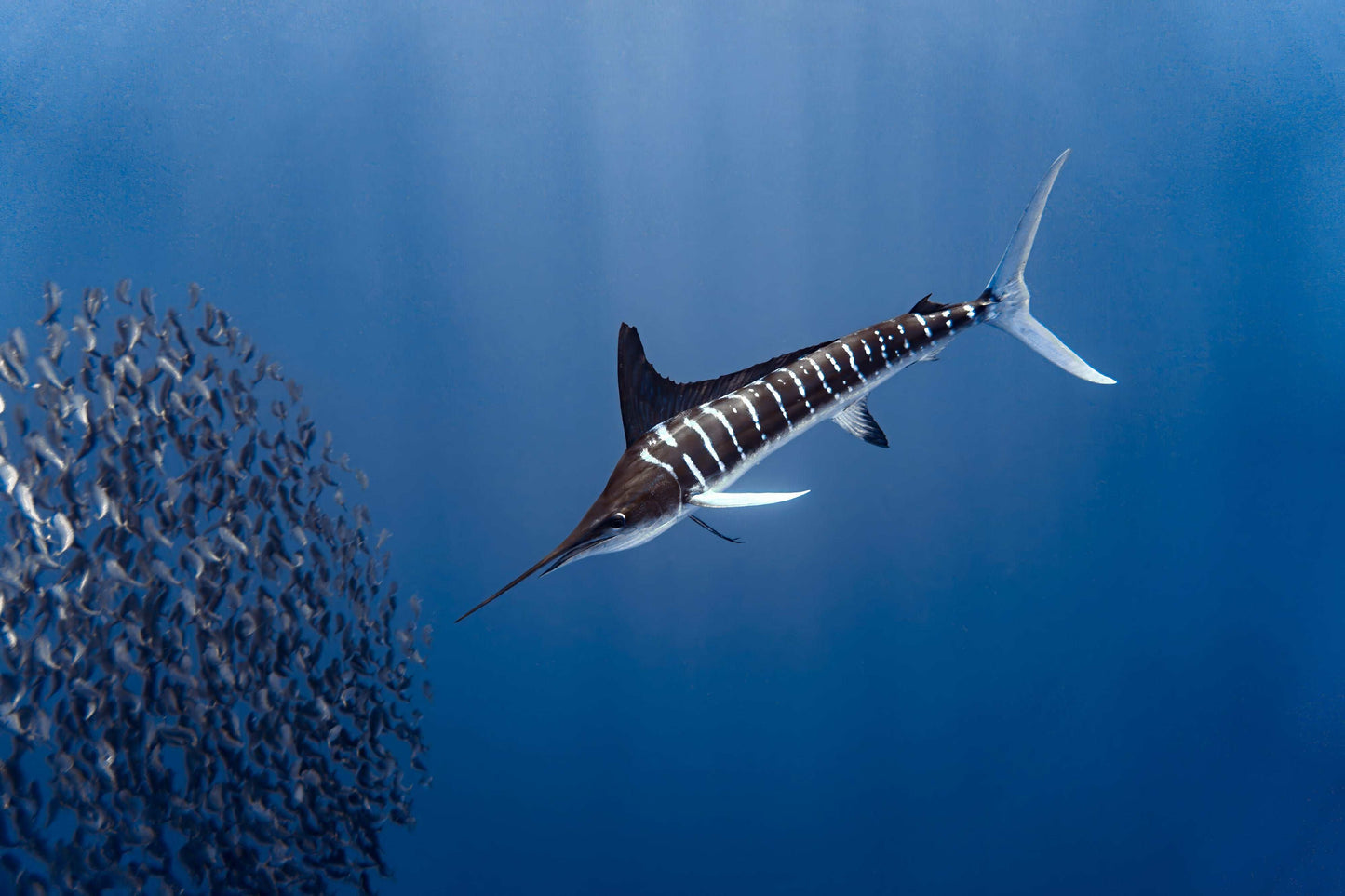 Anticipation | Striped Marlin Print