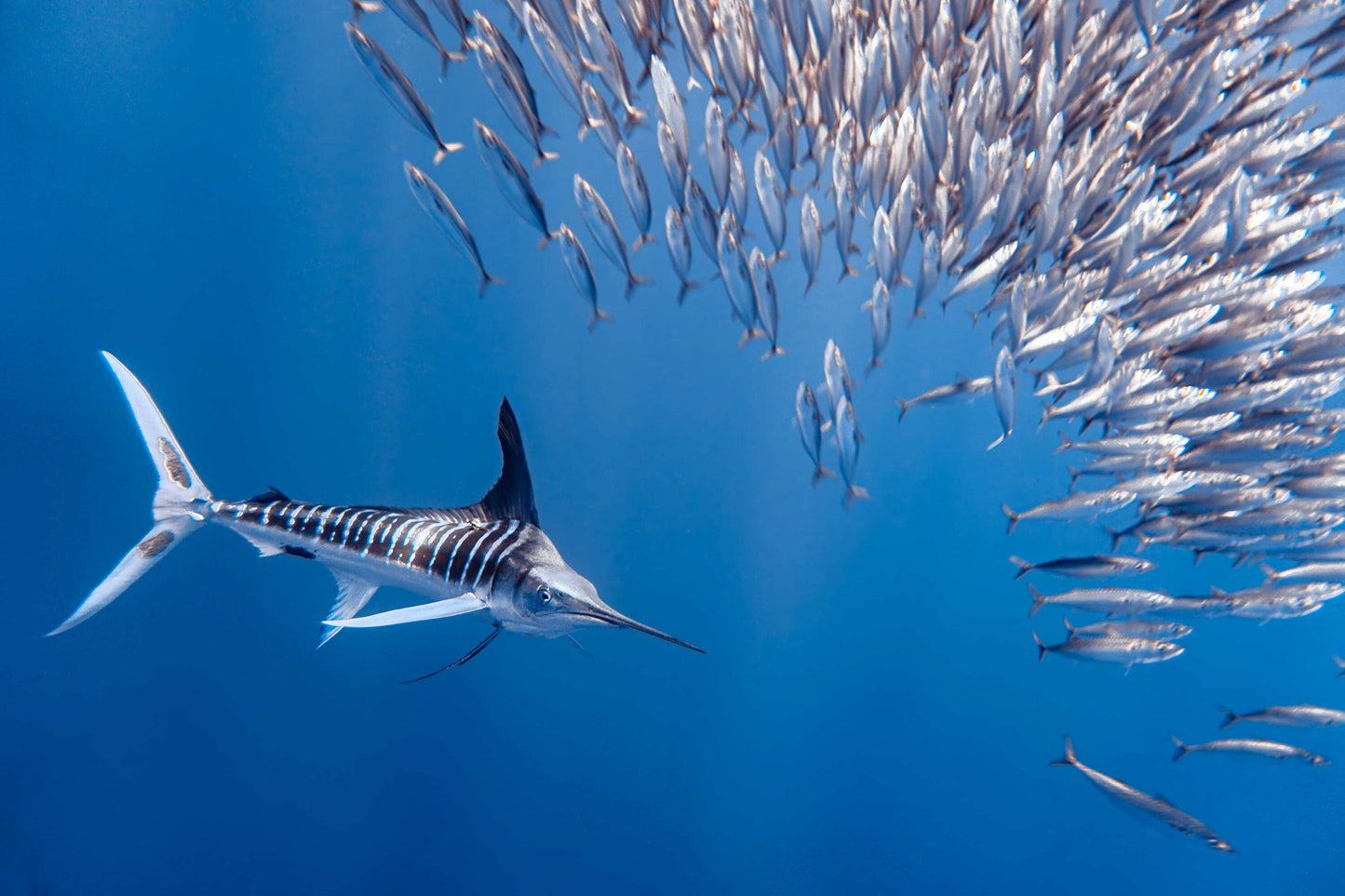 Transformation | Striped Marlin Print