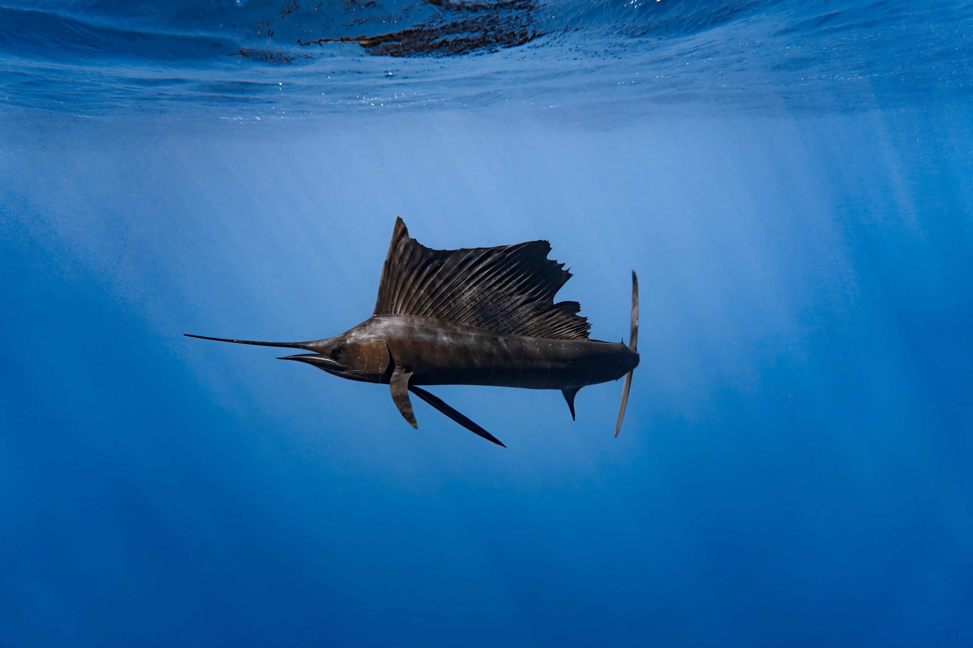 Lonely Hunter | Sailfish Print