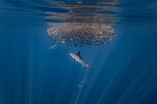 Hunter's Dance | Striped Marlin Print