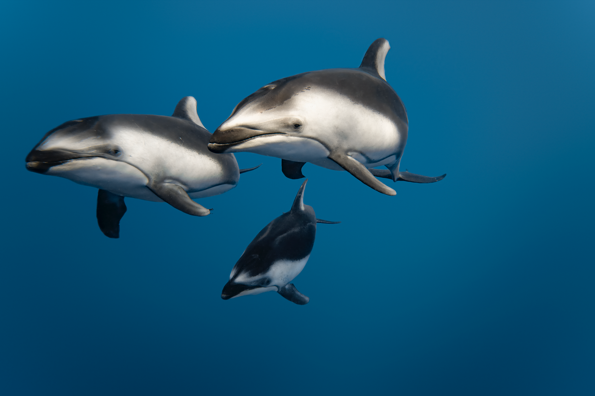 Dolphin Trio Dolphin Photography by Valentina Kochian