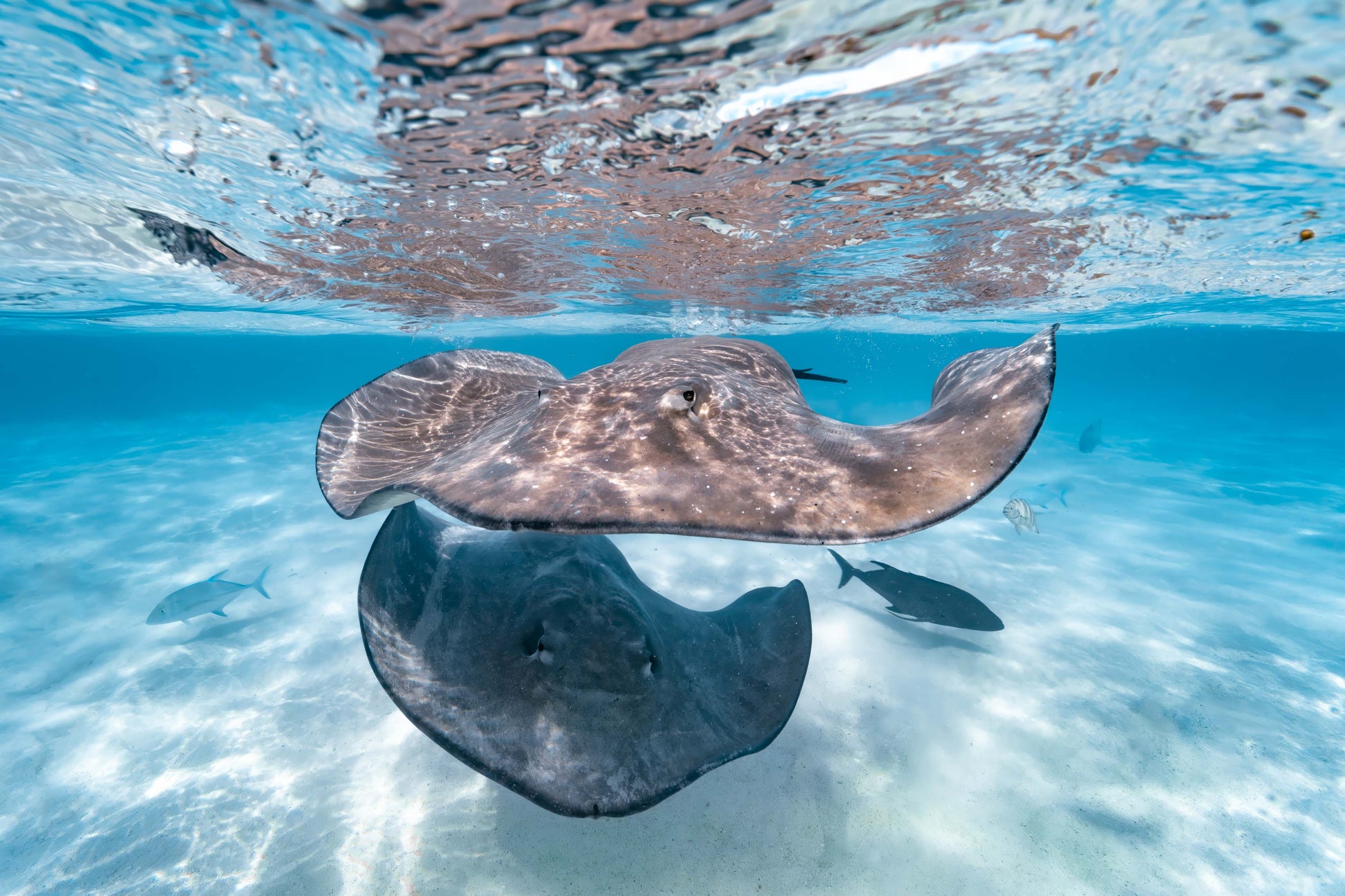 Stingray Wall Art Photography by Valentina Kochian