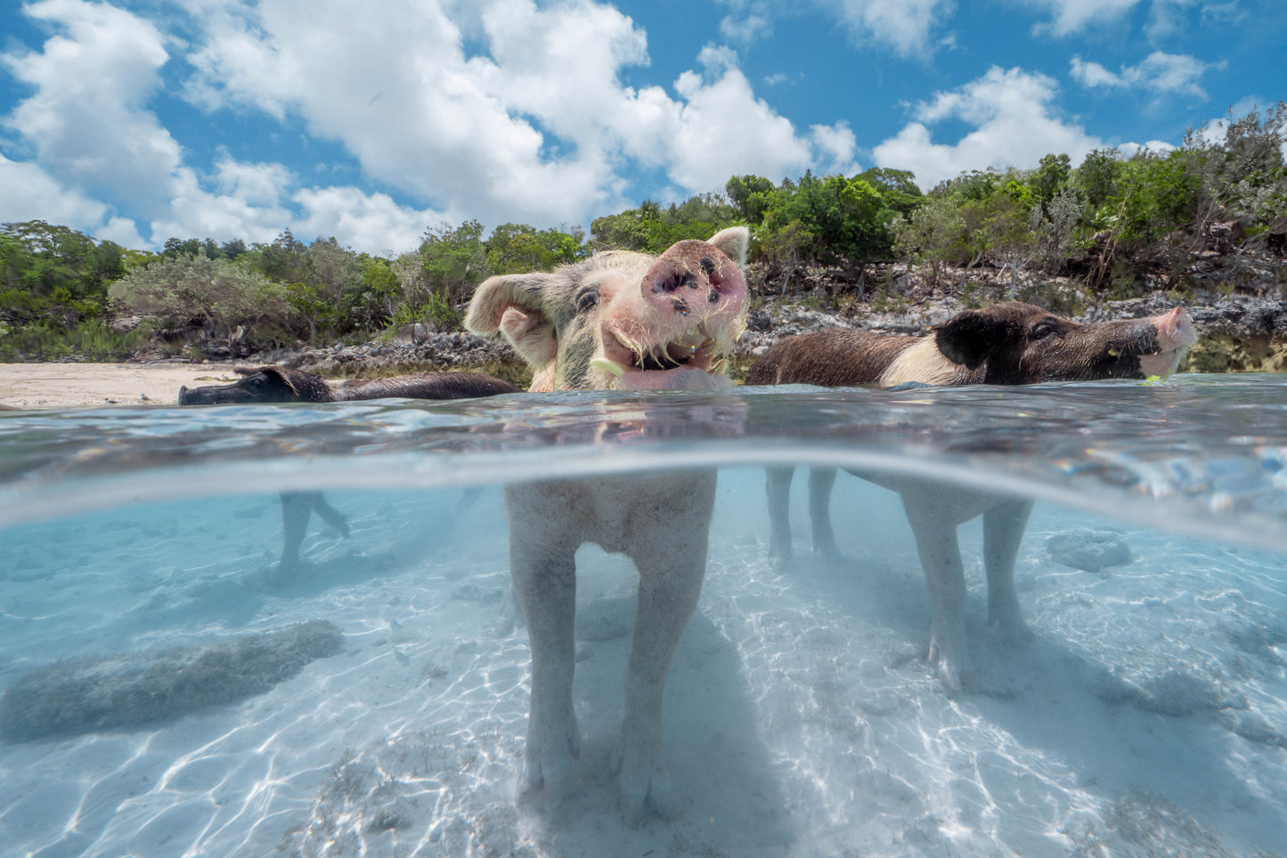 Pig Beach Photography by Valentina Kochian