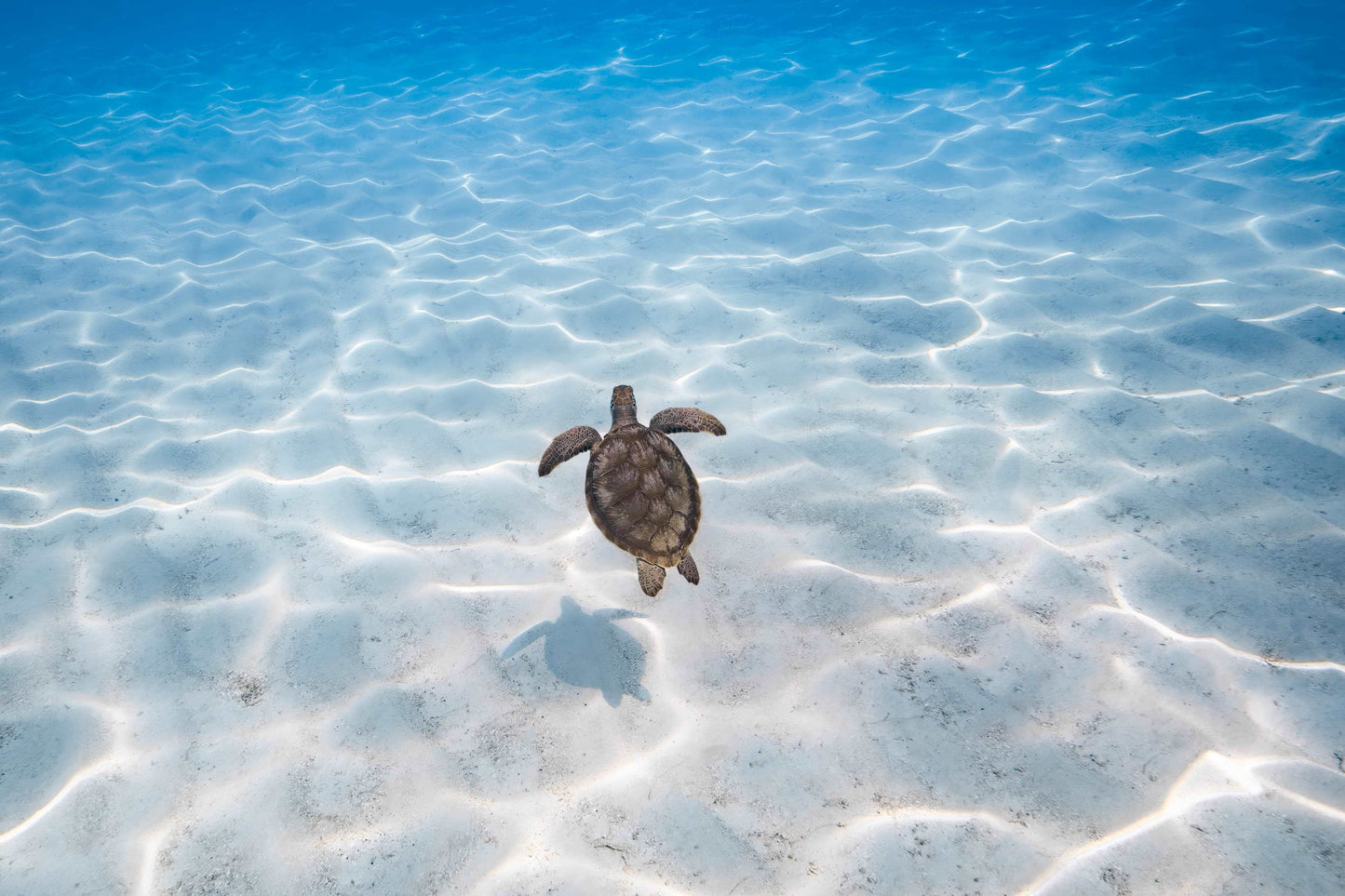 Sea Turtle Photography Wall Art by Valentina Kochian