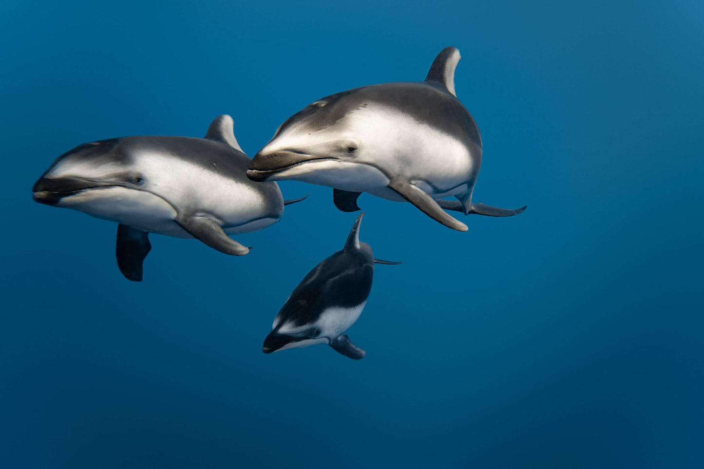 Dolphin Trio